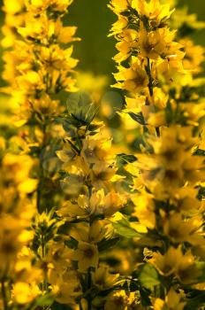 Macro photo of wildlife, flowers and leaves of plants