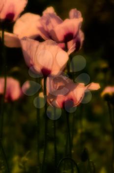 Macro photo of wildlife, flowers and leaves of plants