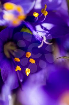 Macro photo of wildlife, flowers and leaves of plants