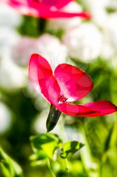 Macro photo of wildlife, flowers and leaves of plants