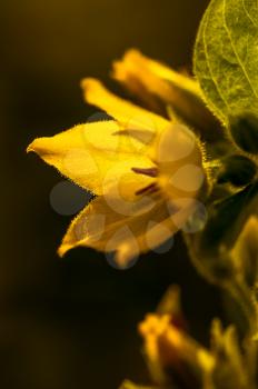 Macro photo of wildlife, flowers and leaves of plants