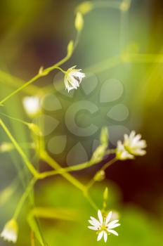 Macro photo of wildlife, flowers and leaves of plants