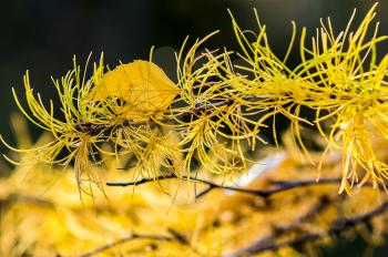 Macro photo of wildlife, flowers and leaves of plants