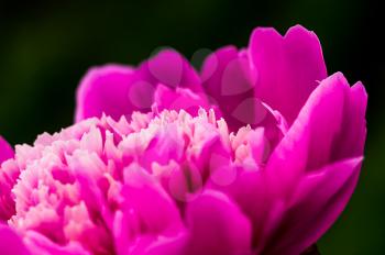 Macro photo of wildlife, flowers and leaves of plants