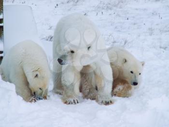 Family of polar bears on Wrangel Island Family of polar bears on Wrangel Island