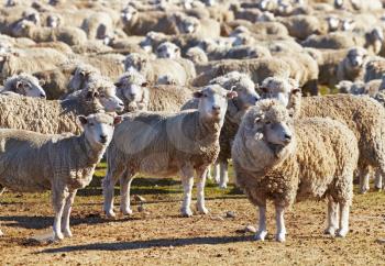 Livestock farm, Herd of sheep