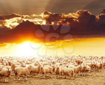 Livestock farm, flock of sheep