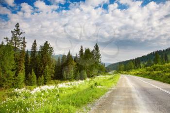 Landscape with forest and road
