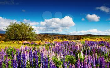 Landscape with blossoming field and blue sky, New Zealand