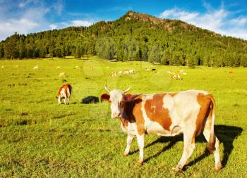 Mountain grassland with grazing cows