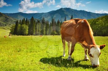 Grazing cows at mountain grassland
