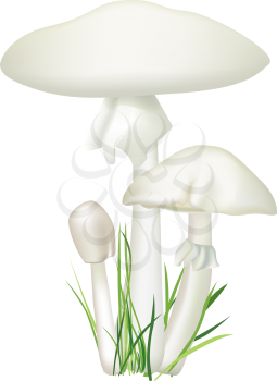 Toadstool isolated on white background. Death-cup mushroom vector illustration. Amanita phalloides.