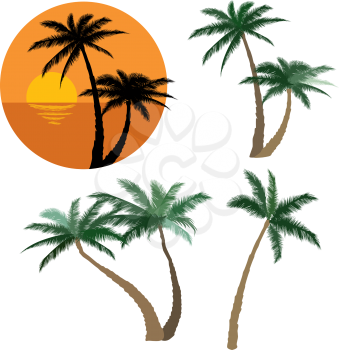 Palm tree set Nature floral design elements Tropical plant trees flat colorful design and black silhouette collection