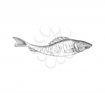 Fish sketch isolated over white background. Seafood icon. Hand drawn engraving illustration of gilt head and sea bass. 