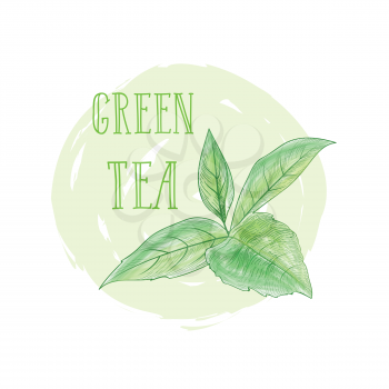 Green tea tree branch herb label with lettering GREEN TEA. Tea leaves card background for hot beverage menu design