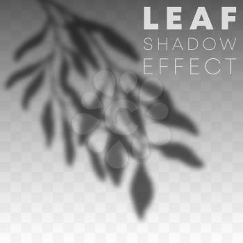 Leaf shadow overlay effect on transparent background. Vector illustration.