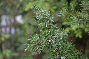 Juniper. Juniperus communis. The branches of a juniper. Juniper berries. Close-up. Garden. Flowerbed. Horizontal
