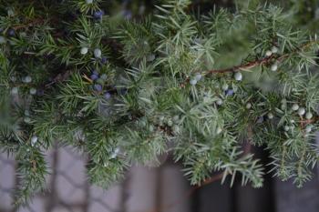 Juniper. Juniperus communis. The branches of a juniper. Juniper berries. Close-up. Garden. Flowerbed. Vertical