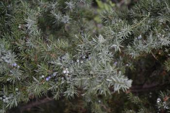 Juniper. Juniperus communis. The branches of a juniper. Juniper berries. Close-up. Garden. Vertical