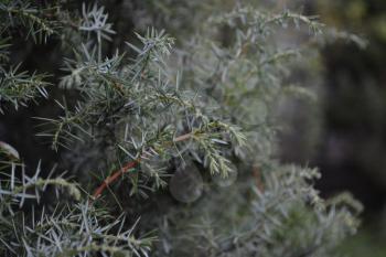 Juniper. Juniperus communis. The branches of a juniper. Juniper berries. Garden. Flowerbed. Horizontal photo