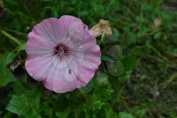 Lavatera. Lavatera trimestris. Delicate flowers. Raindrops. Pink flowers. Horizontal photo