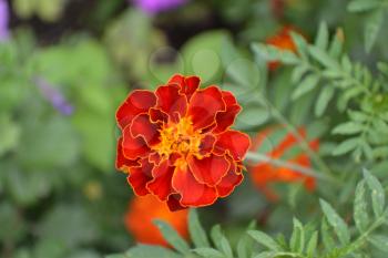 Marigolds. Tagetes. Flowers yellow or orange. Fluffy buds. Green leaves. Garden. Horizontal photo