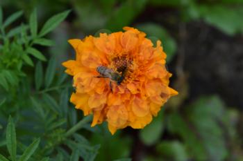 Marigolds. Tagetes. Tagetes erecta. Flowers yellow or orange. Fluffy buds. Bee. Green leaves. Flowerbed. Growing flowers. Horizontal