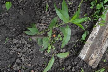 Peach. Peach tree. Prunus persica. Seedling peach tree. Fruit tree. Garden. Growing fruits. Vertical photo