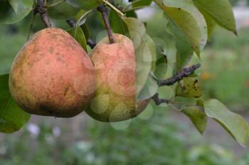 Pear. Tree with ripe pear fruit. Pyrus communis. The branches of a pear tree. Pears close-up. Green leaves