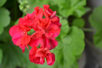 Pelargonium. Garden plants. Geranium pink. Flowers. Beautiful inflorescence. Close-up. Horizontal photo. On blurred background