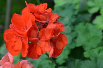 Pelargonium. Geranium red. Garden plants. Flower. Close-up. Beautiful inflorescence. Against the background of green leaves