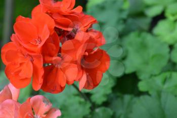Pelargonium. Geranium red. Garden plants. Flower. Beautiful inflorescence. Against the background of green leaves. Close-up