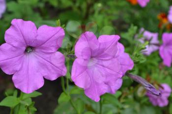 Petunia. Stimoryne. Petunia nyctaginiflora. Delicate flower. Flowers pink. bushes petunias. Garden. Flowerbed. Growing flowers. Beautiful plants. Horizontal photo