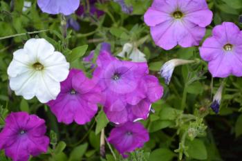 Petunia. Stimoryne. Petunia nyctaginiflora. Delicate flower. Flowers purple color. bushes petunias. Green leaves. Flowerbed. Growing flowers. Beautiful plants. Horizontal photo