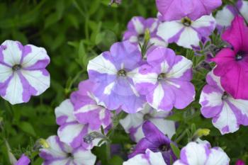 Petunia. Stimoryne. Petunia nyctaginiflora. Delicate flower. Flowers purple with white stripes. Bushes petunias. Green leaves. Flowerbed. Growing flowers. Beautiful plants. Horizontal