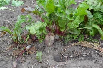 Beet. Beta vulgaris. Garden. Beet growing in the vegetable garden