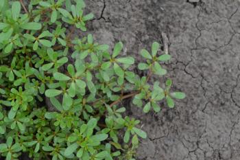 Purslane. Portulaca oleracea. Purslane grows in the garden. The green oval leaves. Field. Growing. Agriculture. Horizontal photo