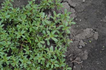 Purslane. Portulaca oleracea. Purslane grows in the garden. The green oval leaves. Treatment plant. Garden. Field. Agriculture. Horizontal