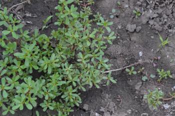 Purslane. Portulaca oleracea. Purslane grows in the garden. The green oval leaves. Treatment plant. Garden. Field. Growing. Horizontal photo