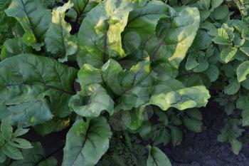 Beta vulgaris. Beet. Garden. Beet growing in the vegetable garden