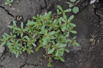 Purslane. Portulaca oleracea. Purslane grows in the garden. The green oval leaves. Garden. Field. Growing. Agriculture. Horizontal photo