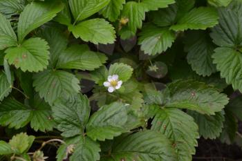 Strawberries. Fragaria vesca. Bushes of strawberry. Green leaves. Flowers strawberries