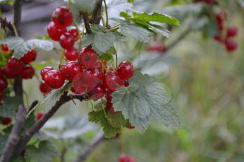 Red currant. Ribes rubrum. Berries of red flowers on a branch. Garden. Growing. Close-up. Horizontal photo