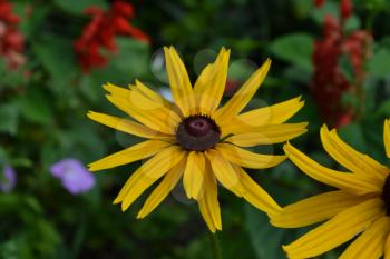 Rudbeckia. Perennial. Similar to the daisy. Tall flowers. Flowers are yellow. It's sunny. Garden. Flowerbed. Close-up. On blurred background. Horizontal