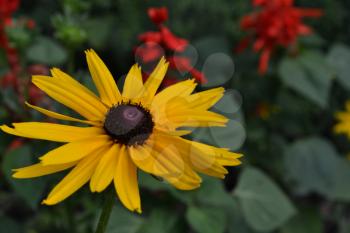 Rudbeckia. Perennial. Similar to the daisy. Tall flowers. Flowers are yellow. It's sunny. Garden. Flowerbed. Floriculture. On blurred background. Horizontal