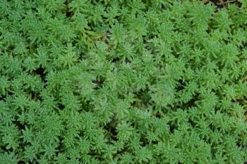 Stonecrop. Hare cabbage. Sedum. Green moss. Decorative grassy carpet. Flowerbed, garden. Close-up. Horizontal photo