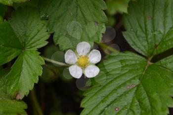 Strawberries. Fragaria vesca. Bushes of strawberry. Close-up. Green leaves. Flowers strawberries. Horizontal photo