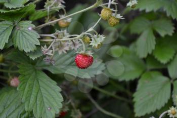 Strawberries. Fragaria vesca. Bushes of strawberry. Red juicy berries. Fragrant berries. Green leaves. Berries strawberries. Horizontal photo