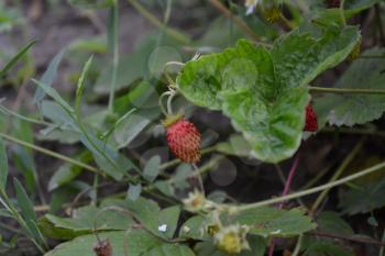 Strawberries. Fragaria vesca. Bushes of strawberry. Red juicy berries. Fragrant berries. Healing berries. Berries strawberries