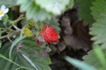Strawberries. Fragaria vesca. Bushes of strawberry. Red juicy berries. Fragrant berries. Healing berries. Close-up. Berries strawberries